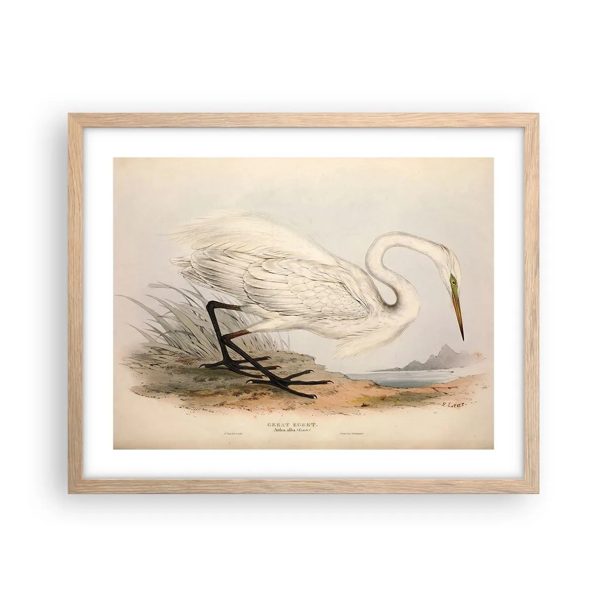 Poster in light oak frame - Lady on the Marsh - 50x40 cm