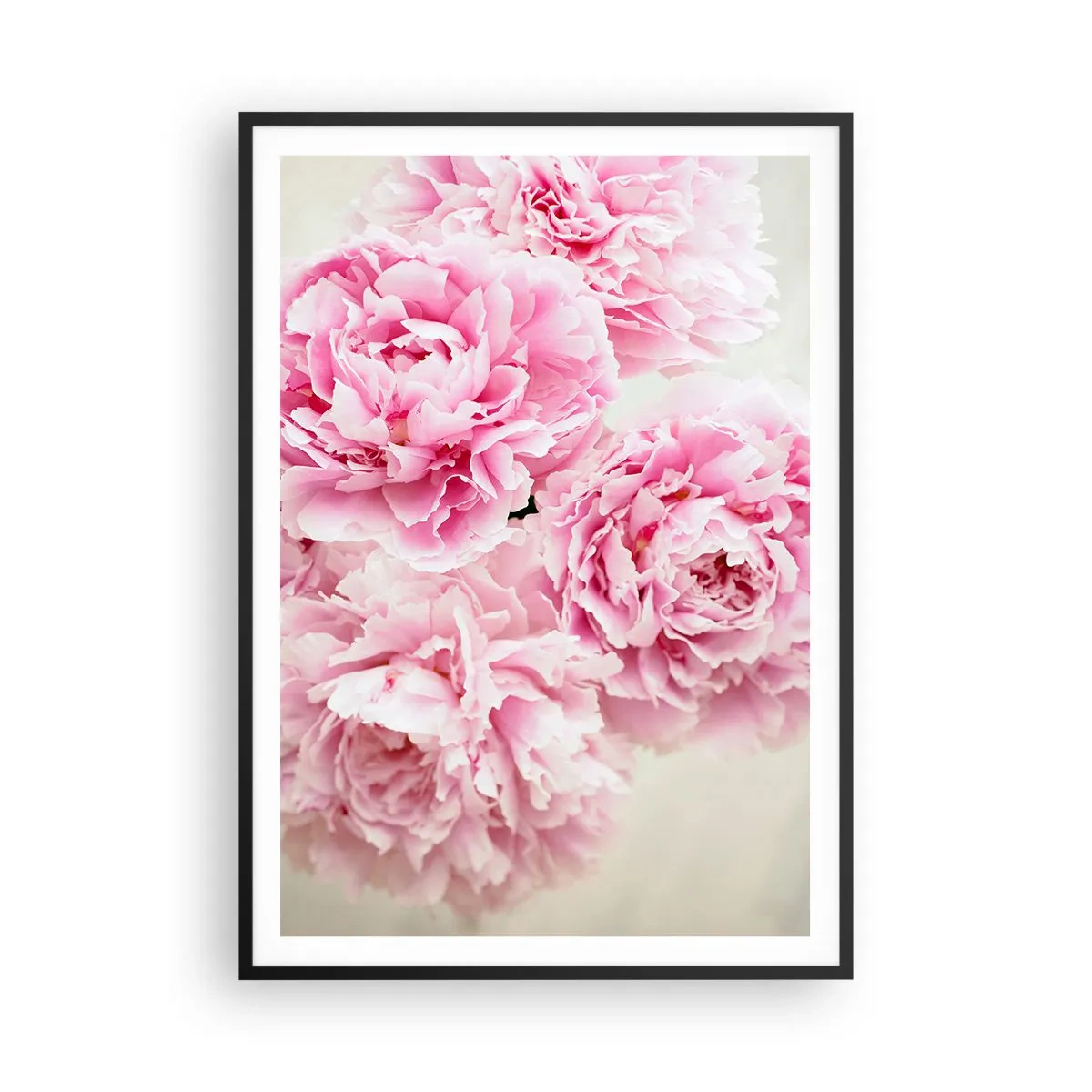 Poster in black frame - In Pink Splendour - 70x100 cm