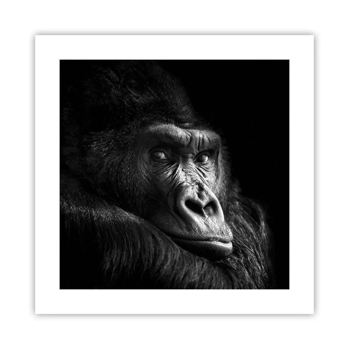 Poster - What Are You Looking At? - 40x40 cm