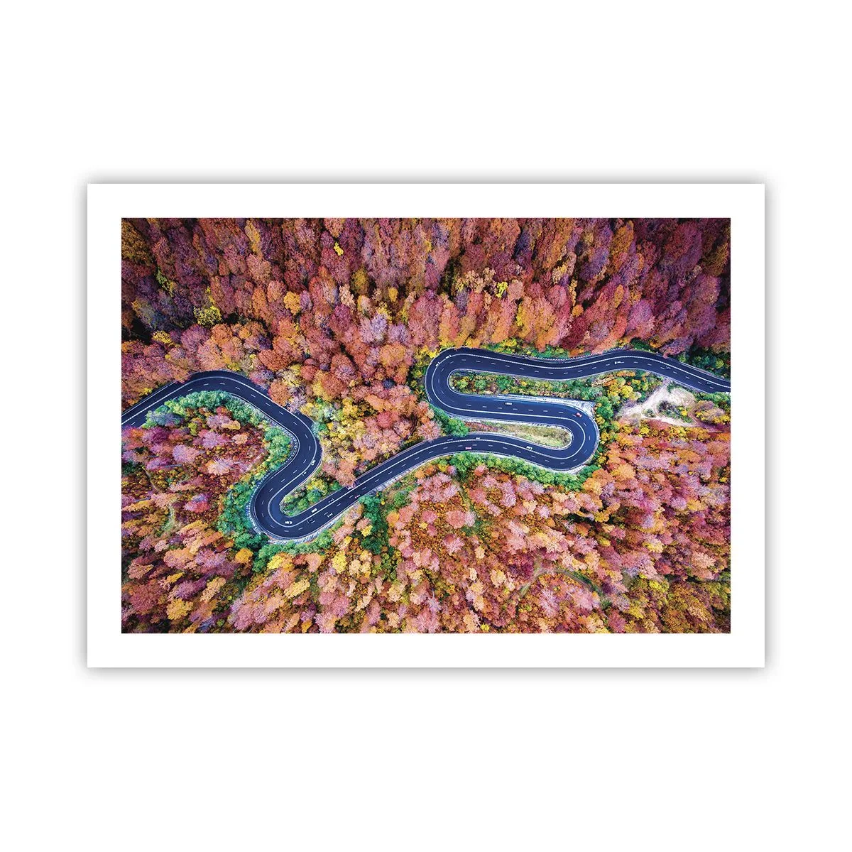 Poster - Winding Path through a Forest - 70x50 cm