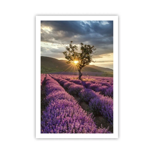 Poster - Lilac Coloured Aroma - 61x91 cm