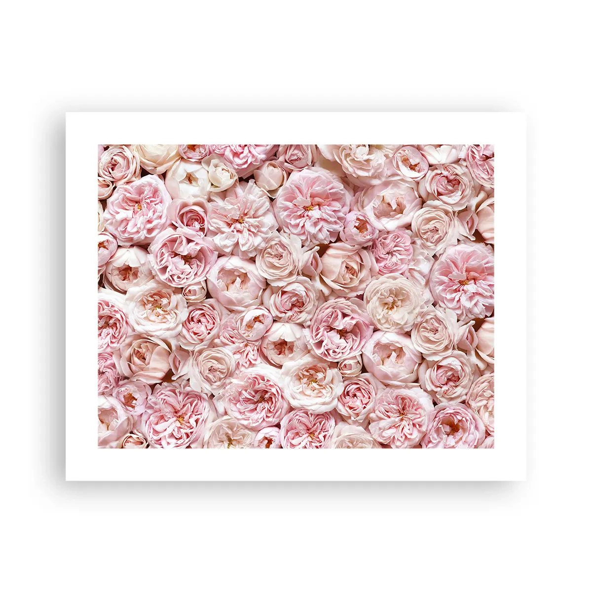 Poster - Decked with Roses - 50x40 cm