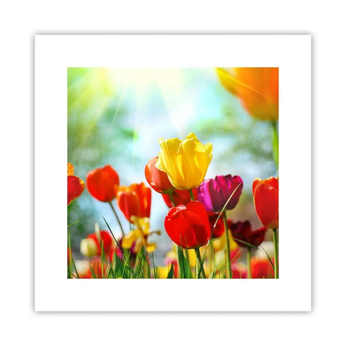 Poster - All Colours of the Sun - 30x30 cm