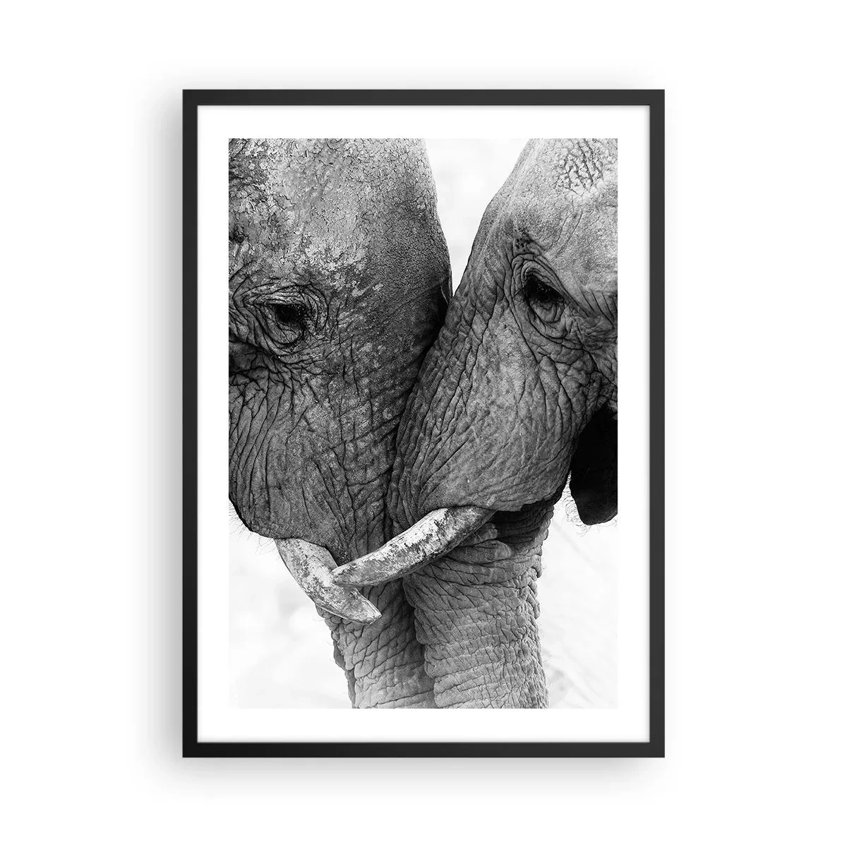 Poster in black frame - Close-up shot of two elephants in black and white - 50x70cm - Hearty Confession - Modern wall decoration for the living room and bedroom ARTTOR