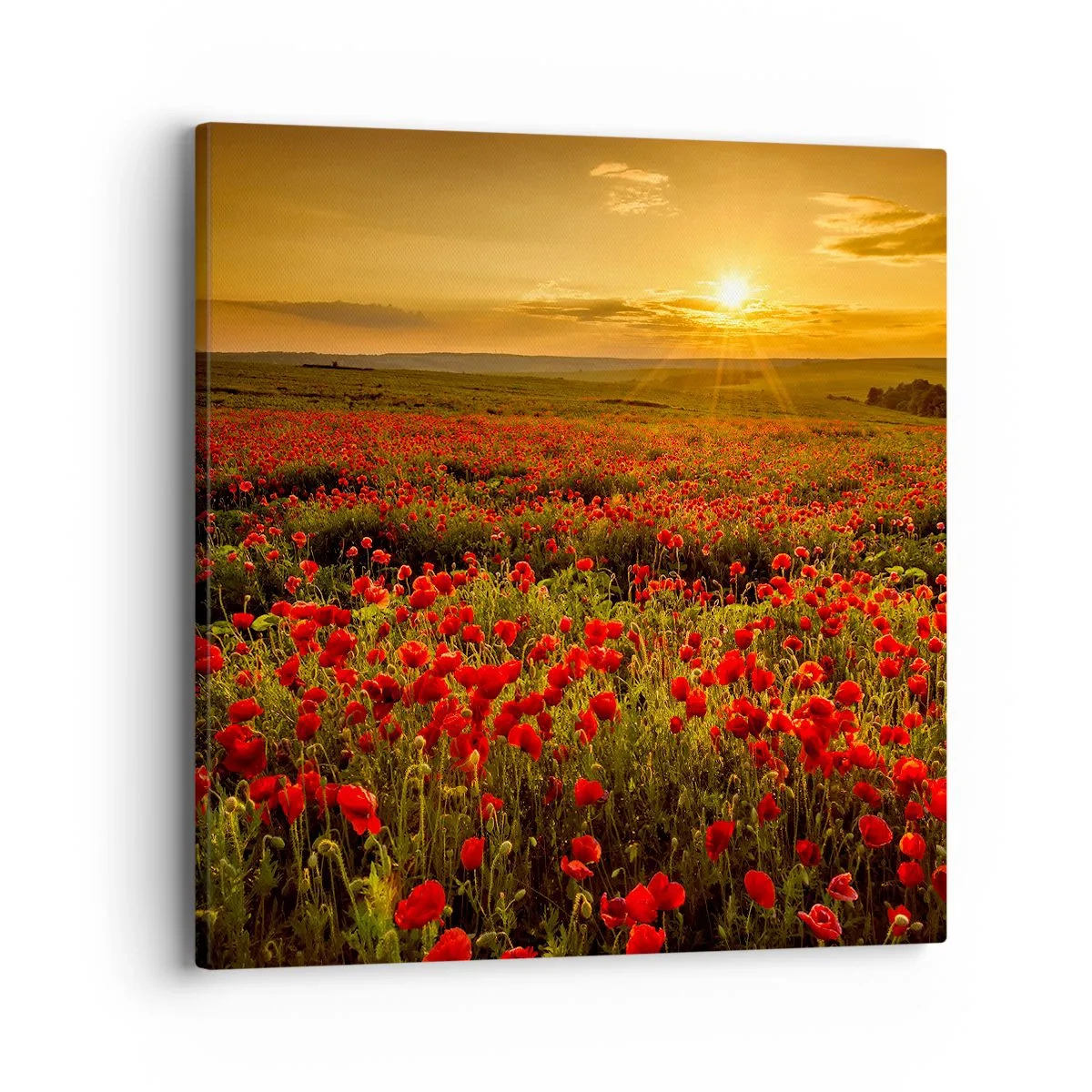 Canvas picture - In the Meadow, among Flood of Flowers - 40x40 cm