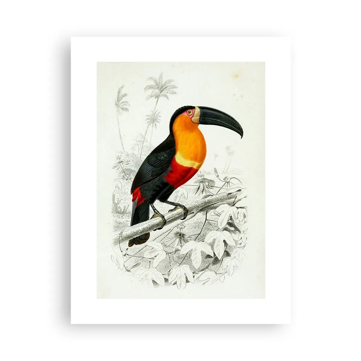Poster - Bird Colours - 30x40 cm