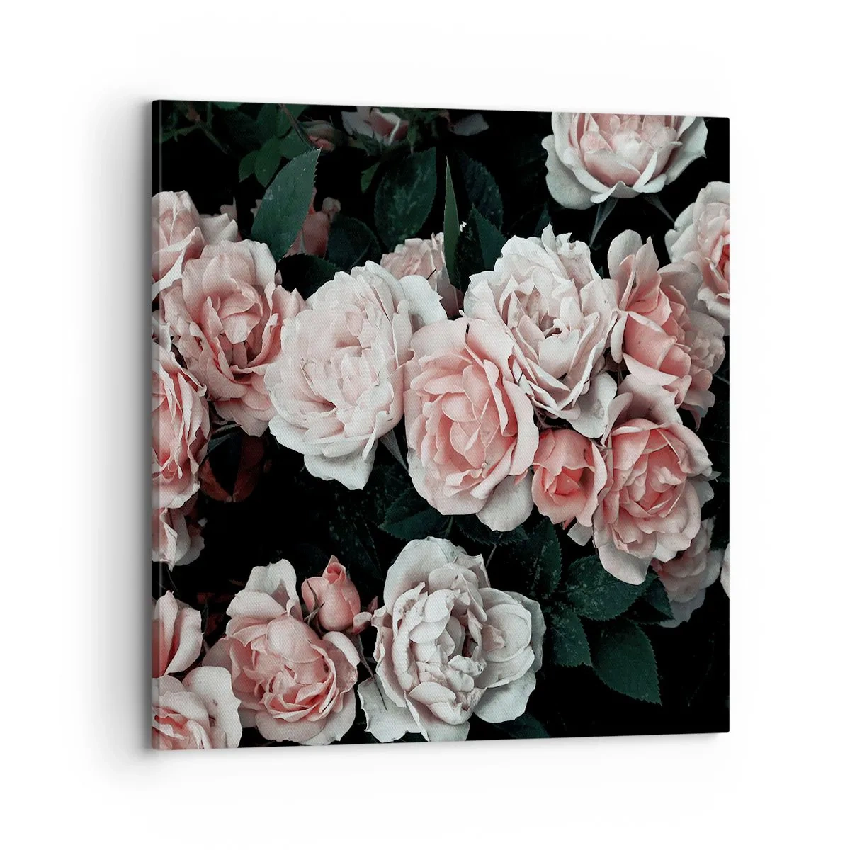 Canvas picture - Rose Ensemble - 70x70 cm