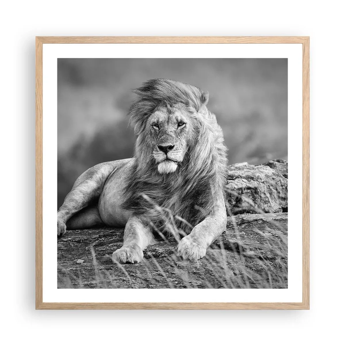 Poster in light oak frame - Royal Siesta - 60x60 cm