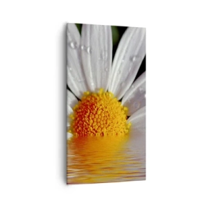 Canvas picture - Sunrise of a Daisy - 55x100 cm