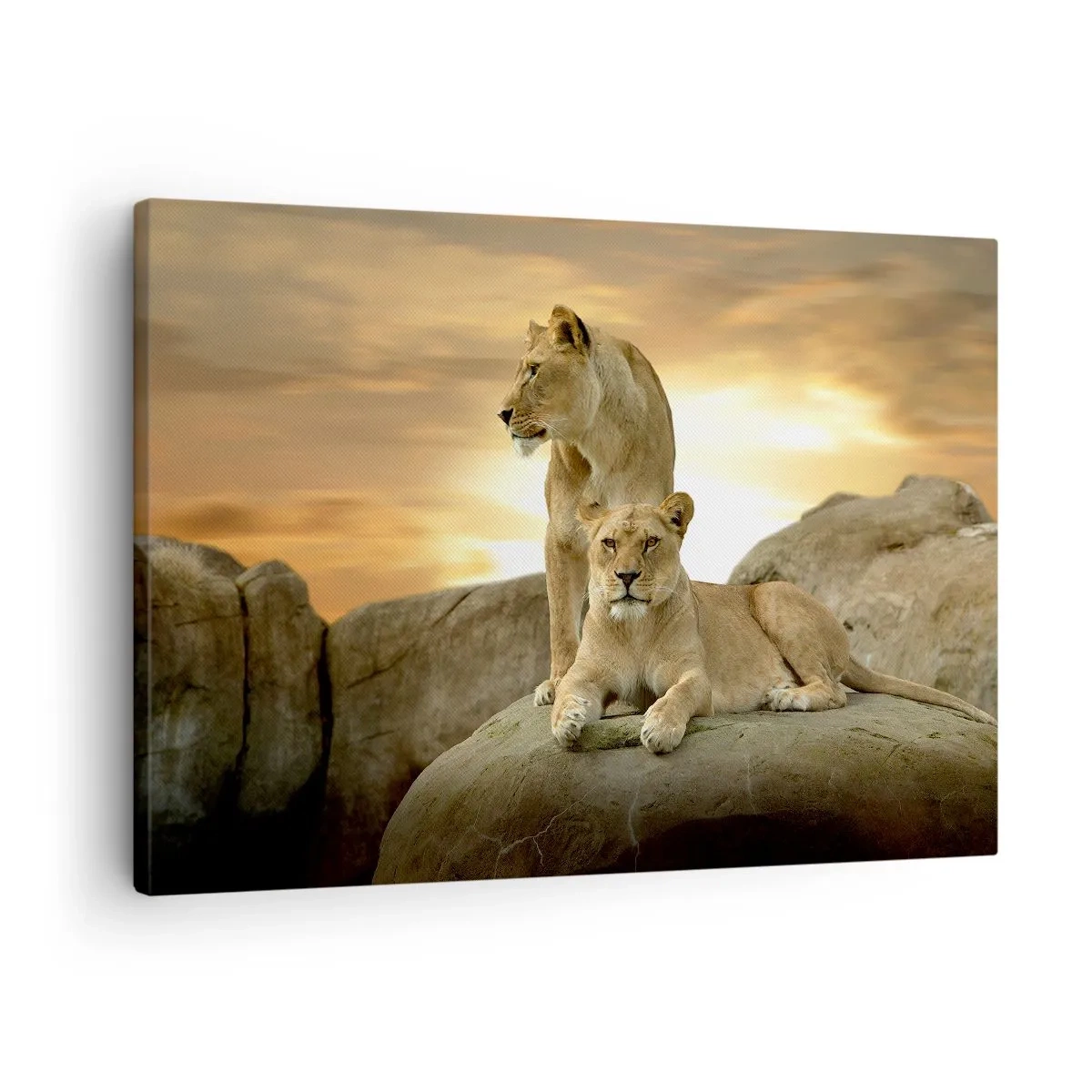 Canvas picture - Two lionesses resting on a rock during sunset - 70x50cm - Royal Majesty - Modern wall decoration for the living room and bedroom ARTTOR