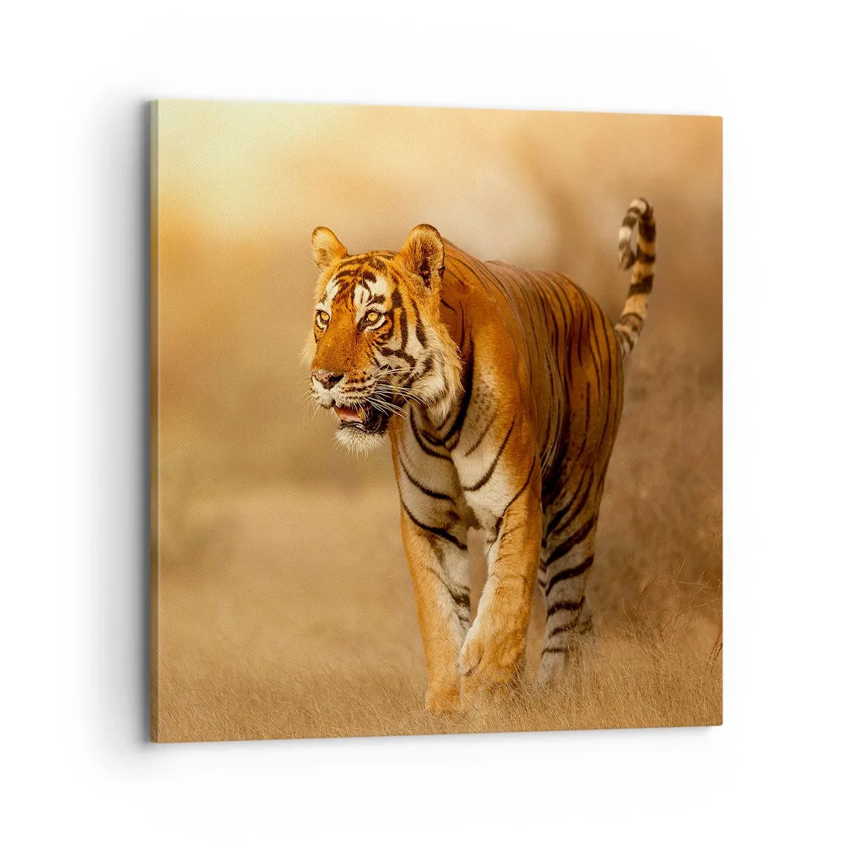 Canvas picture - Before Attack - 70x70 cm