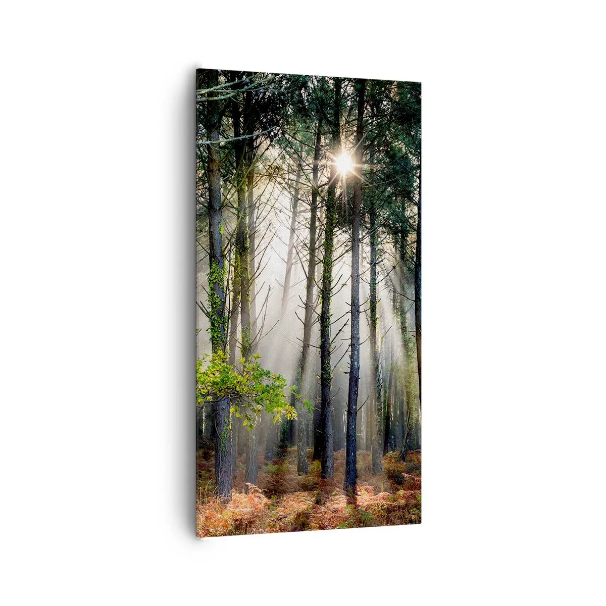 Canvas picture - Woodland Area - 65x120 cm