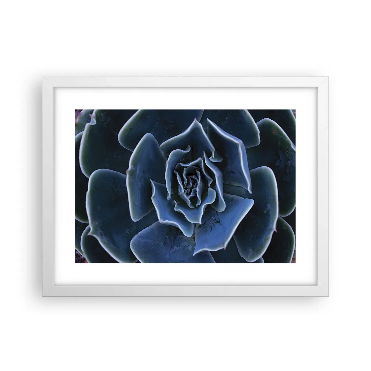 Poster in white frmae - Flower of the Desert - 40x30 cm