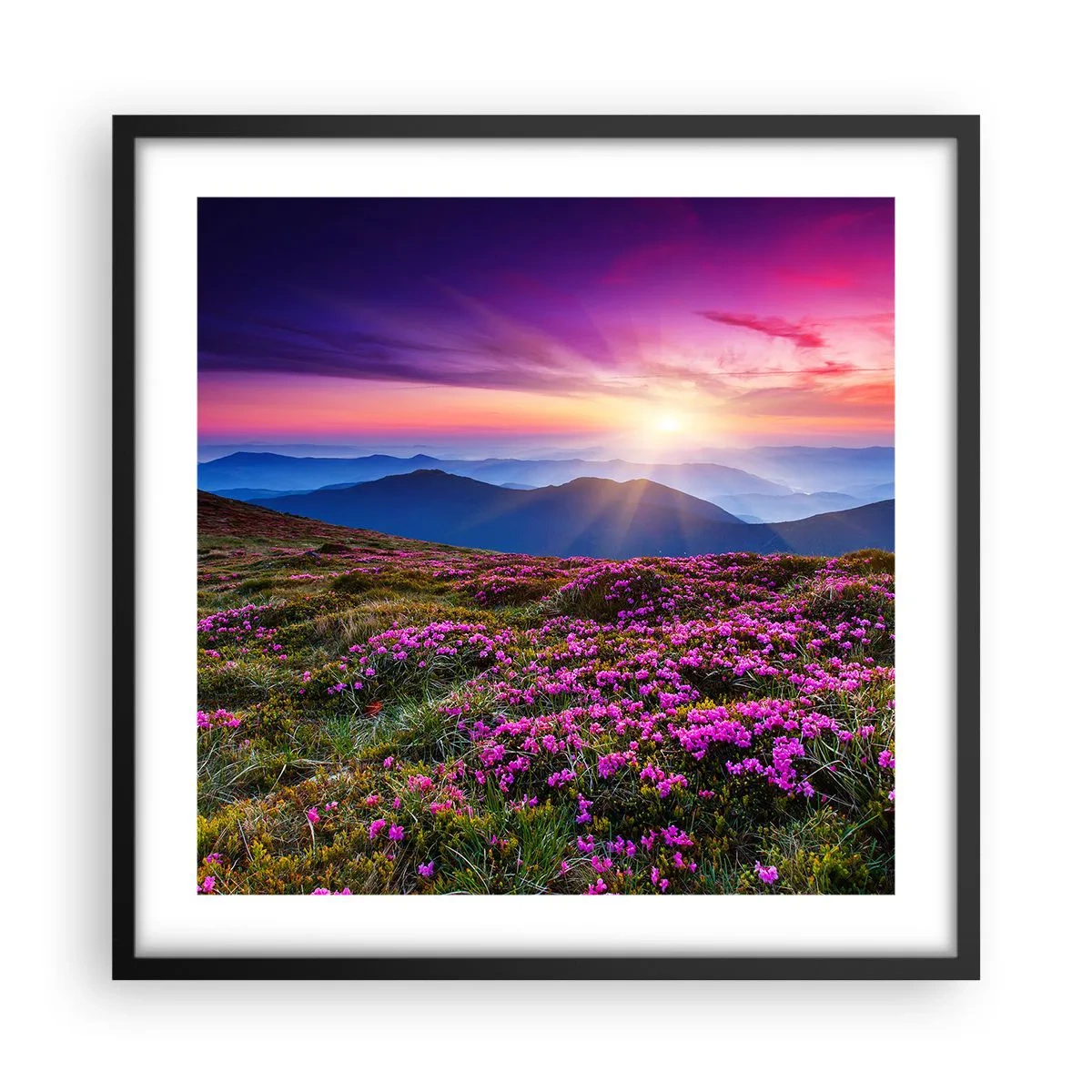 Poster in black frame - Smells Strongly of Herbs - 50x50 cm