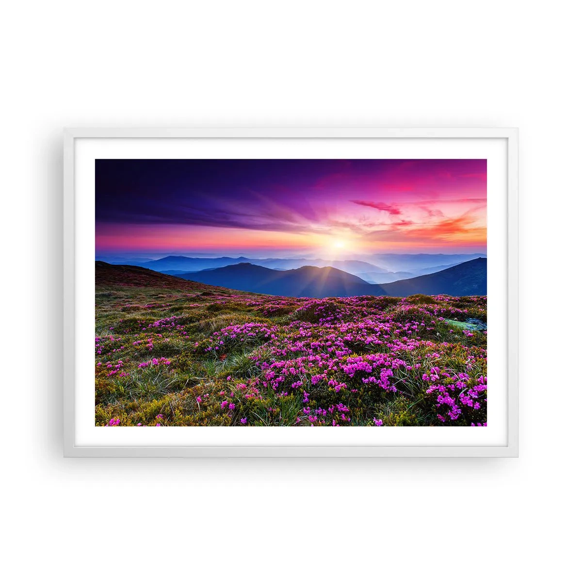 Poster in white frmae - Smells Strongly of Herbs - 70x50 cm