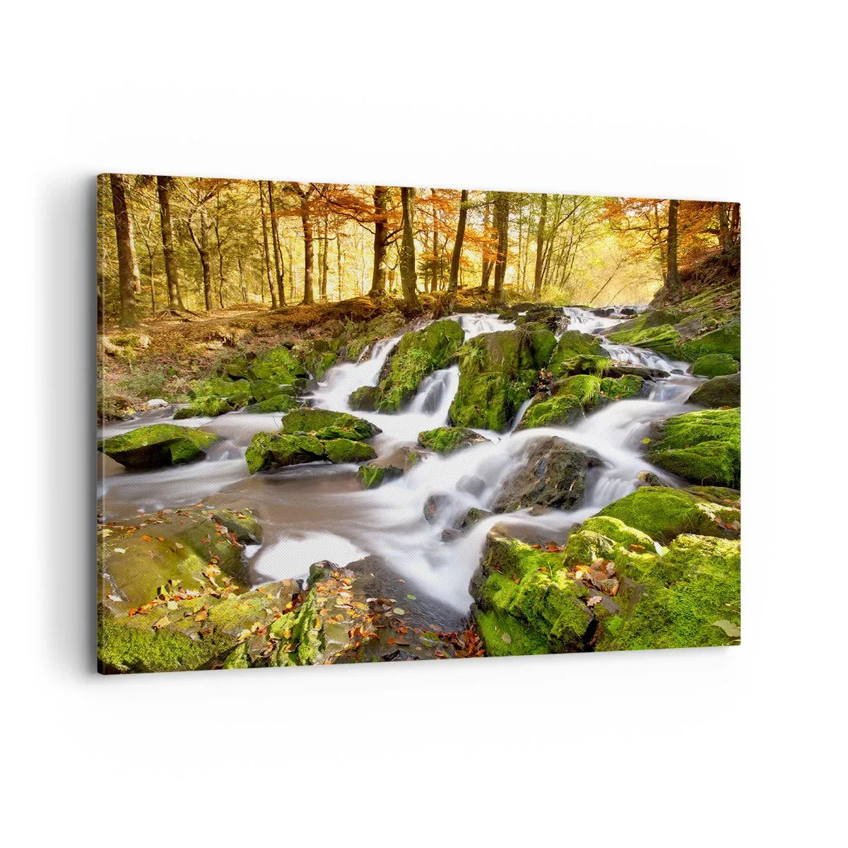 Canvas picture - Gingerly through an Autumnal Forest - 100x70 cm