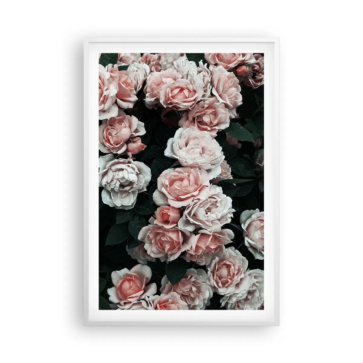 Poster in white frmae - Rose Ensemble - 61x91 cm