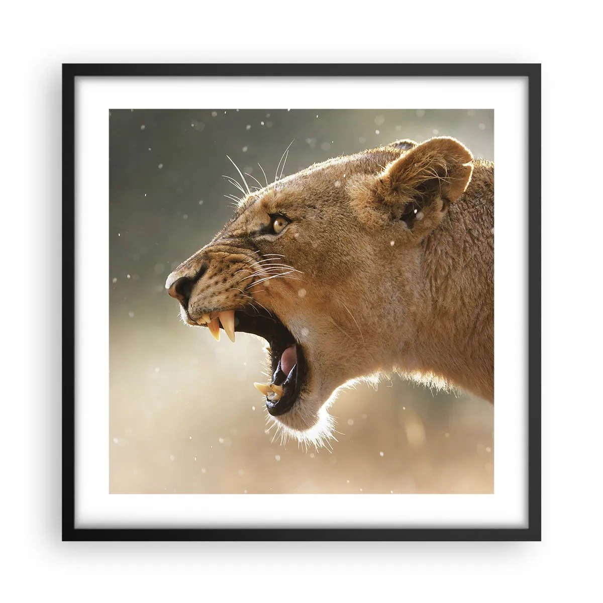 Poster in black frame - Try Not to Listen - 50x50 cm