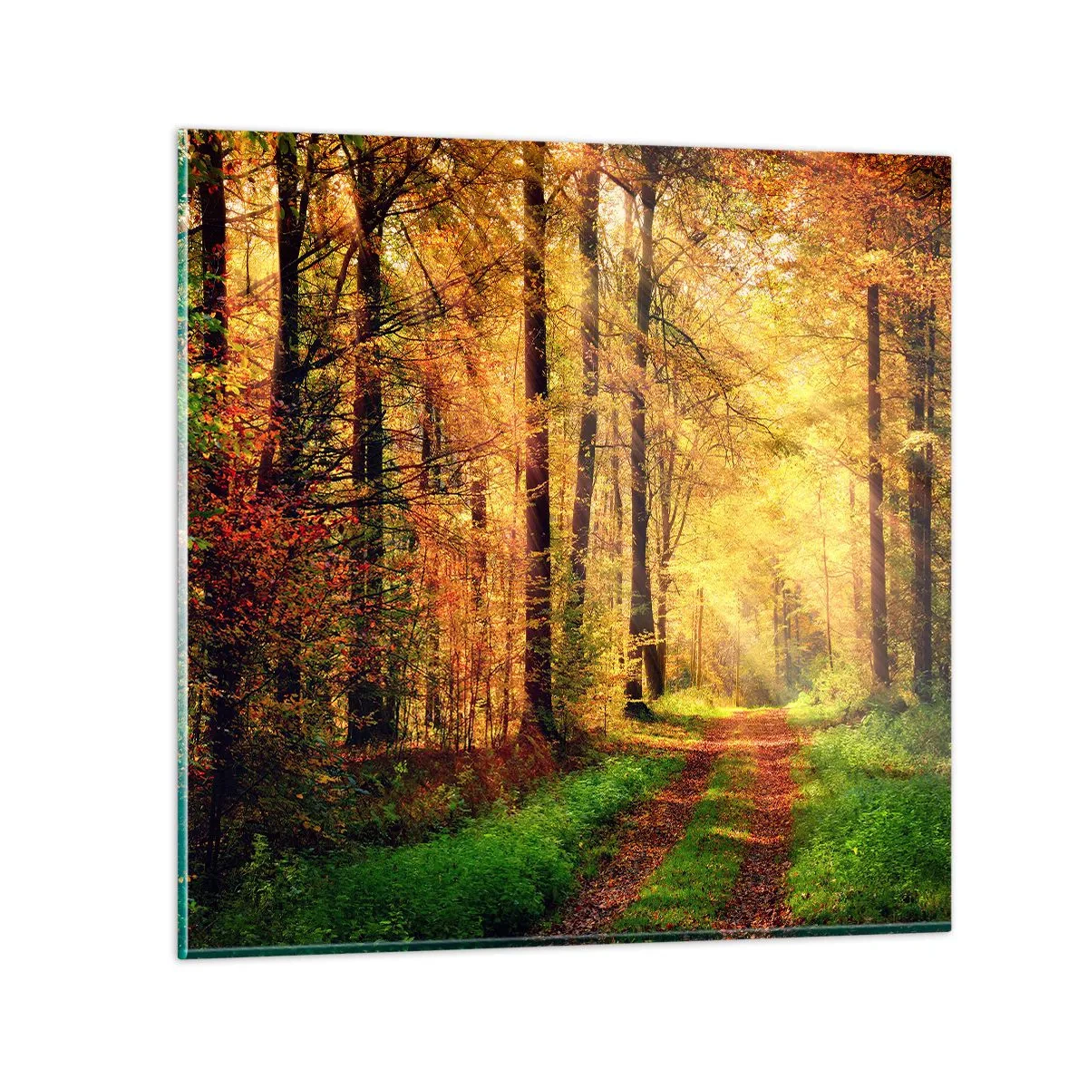 Glass picture - Forest Golden silence - 70x70 cm