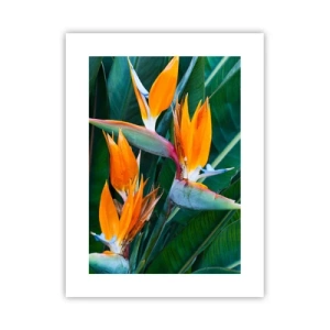 Poster - Is It a Flower or a Bird? - 30x40 cm