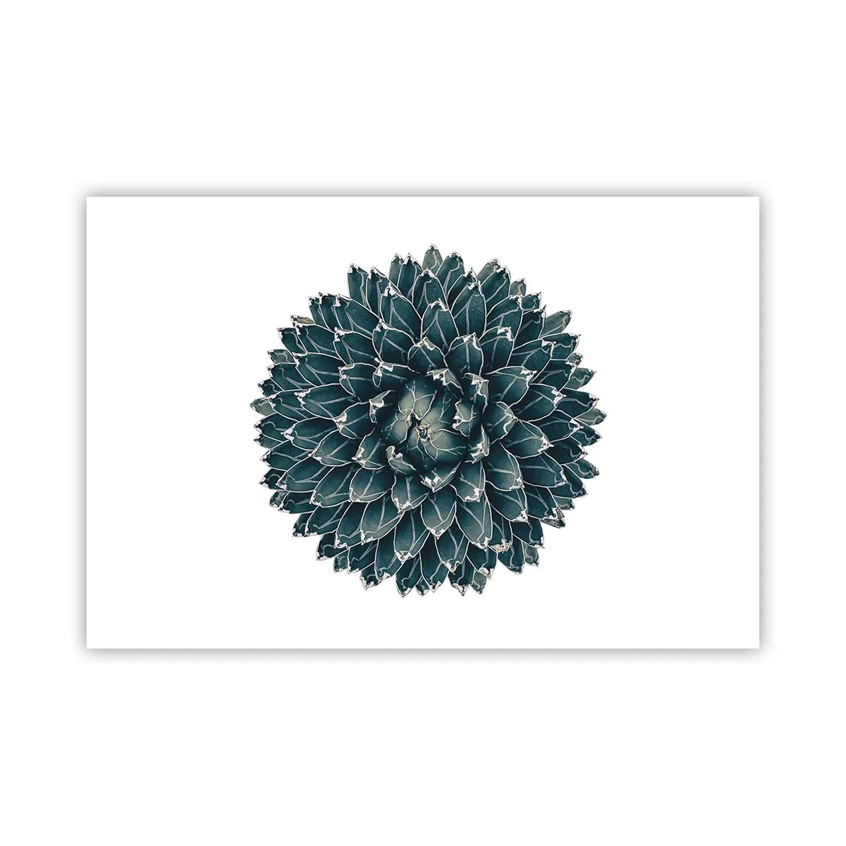 Poster - Star of the Desert - 91x61 cm