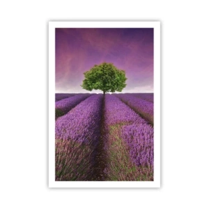 Poster - In the Fields of Lavender - 61x91 cm