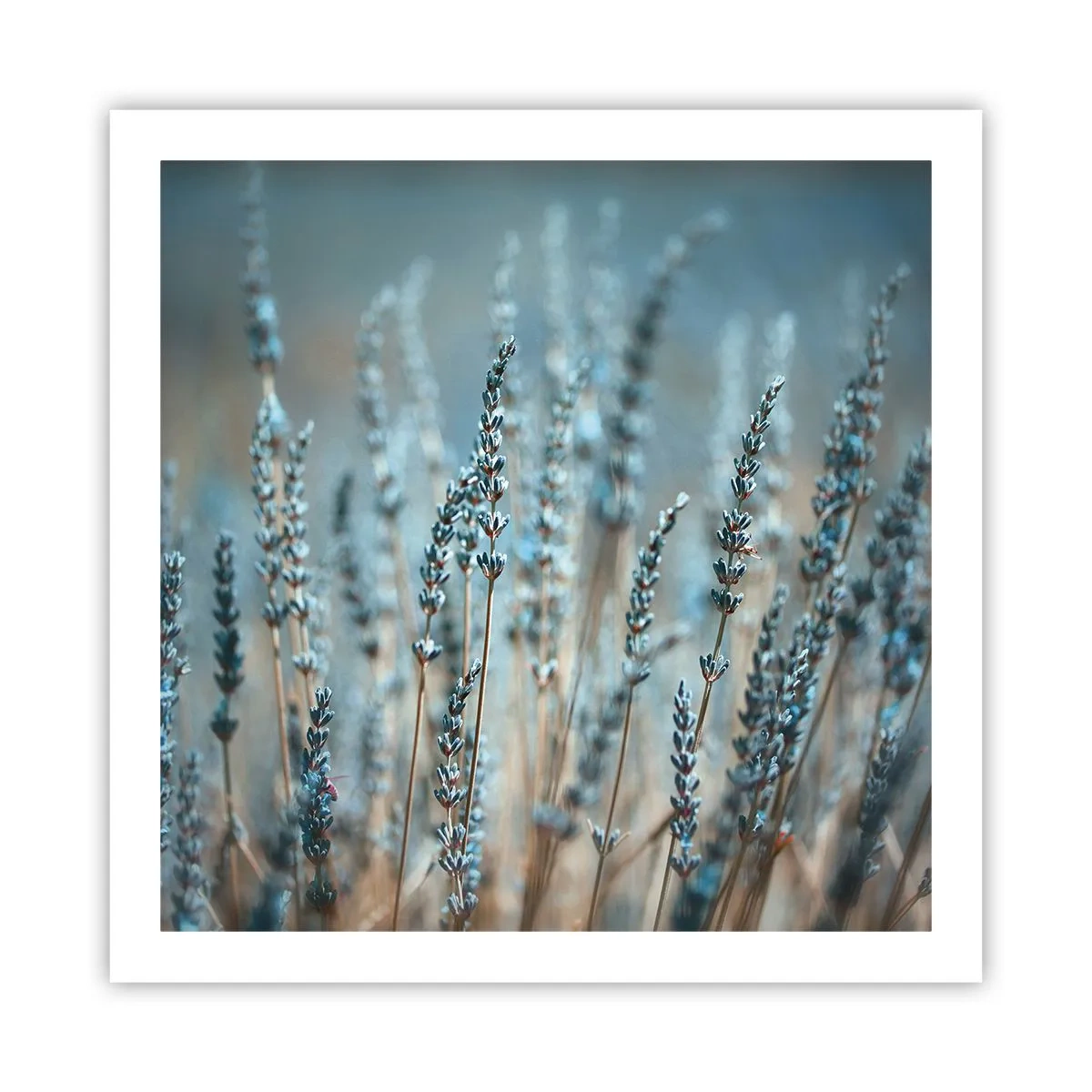 Poster - Fragrant Grass - 60x60 cm