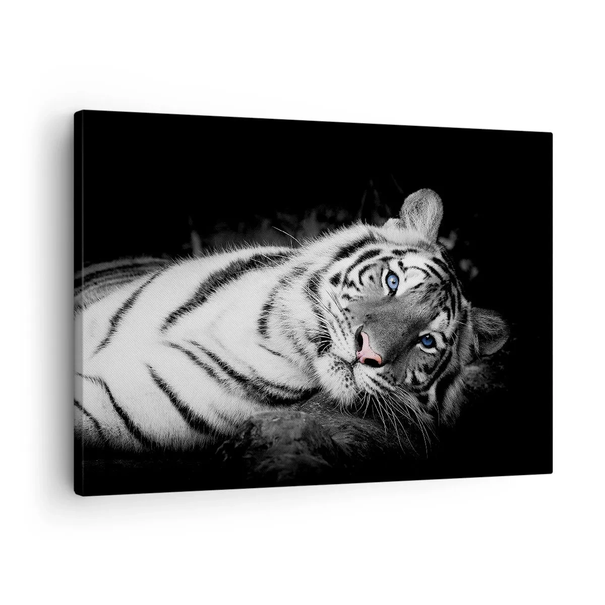 Canvas picture - An artistically rendered white tiger against a black background - 70x50cm - Wilderness and Calm - Modern wall decoration for the living room and bedroom ARTTOR