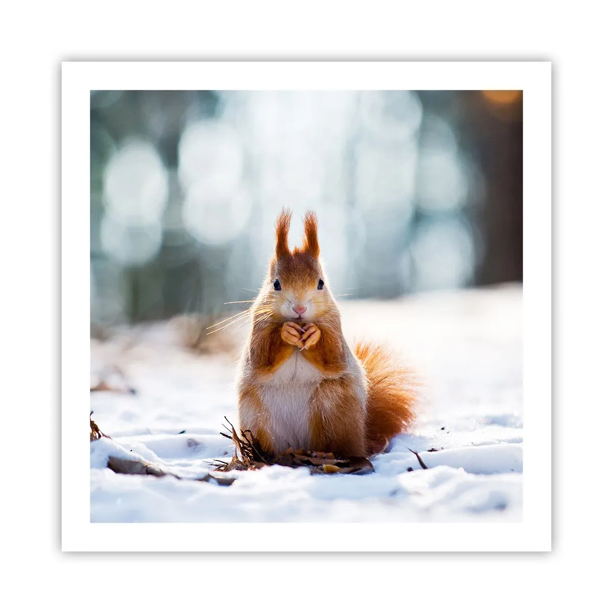 Poster - What Are You Looking at? - 60x60 cm