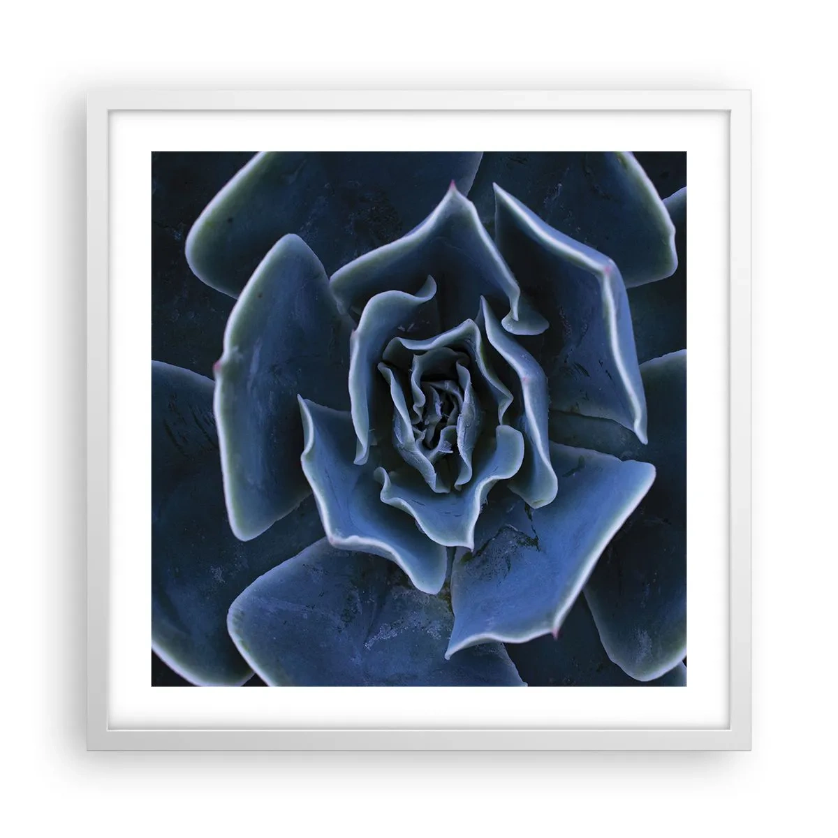 Poster in white frmae - Flower of the Desert - 50x50 cm