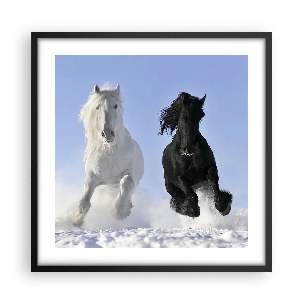 Poster in black frame - Black and White Gallop - 50x50 cm