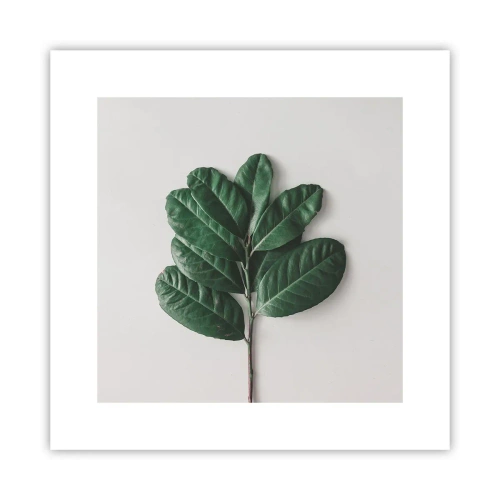 Poster - Drawing of Nature Itself - 30x30 cm