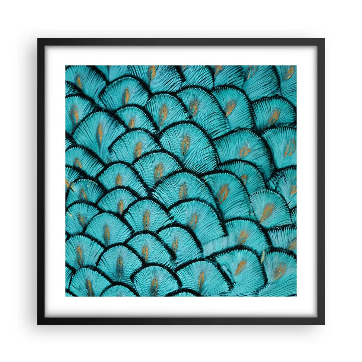 Poster in black frame - Great Feather Gala - 50x50 cm