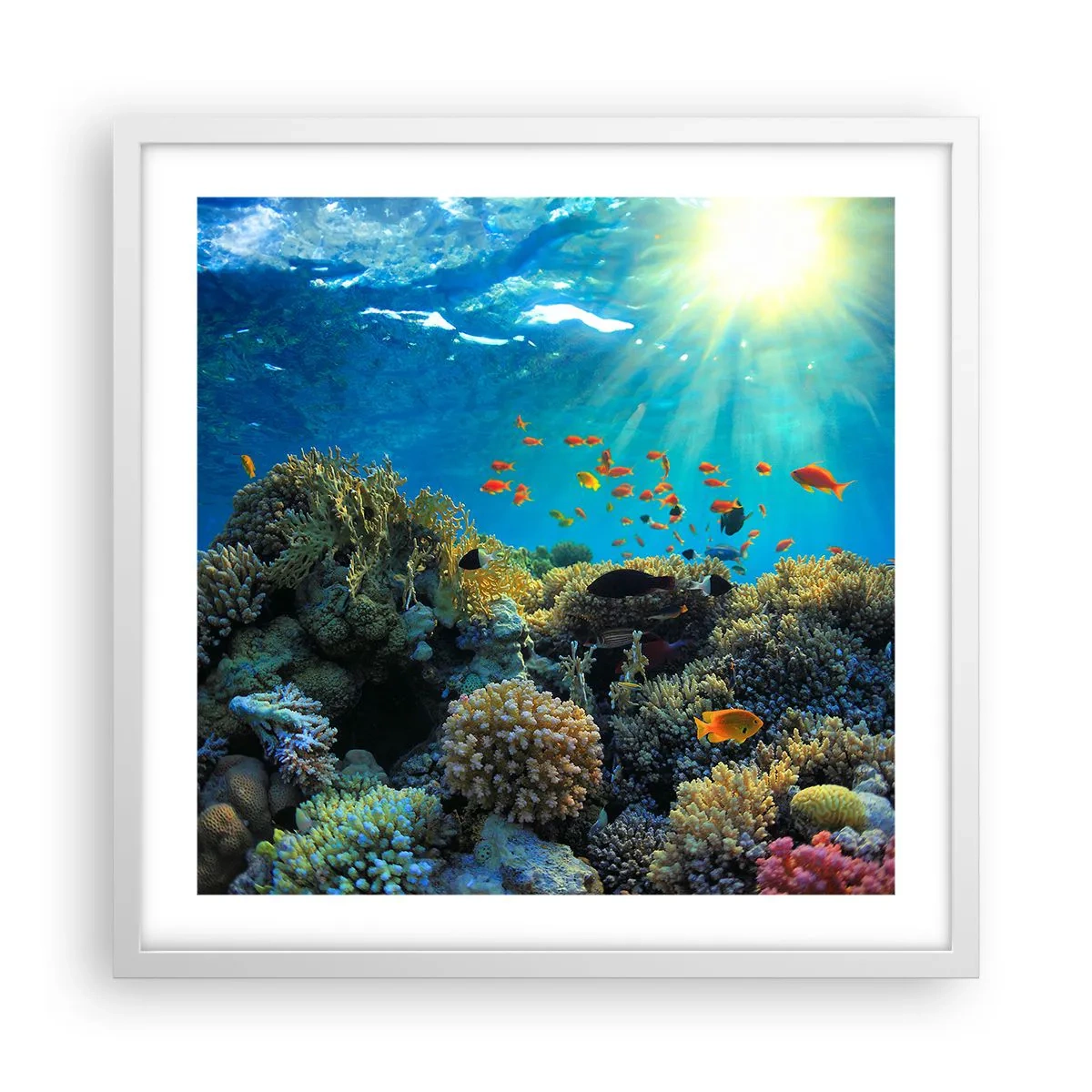 Poster in white frmae - Underwater Treasures - 50x50 cm
