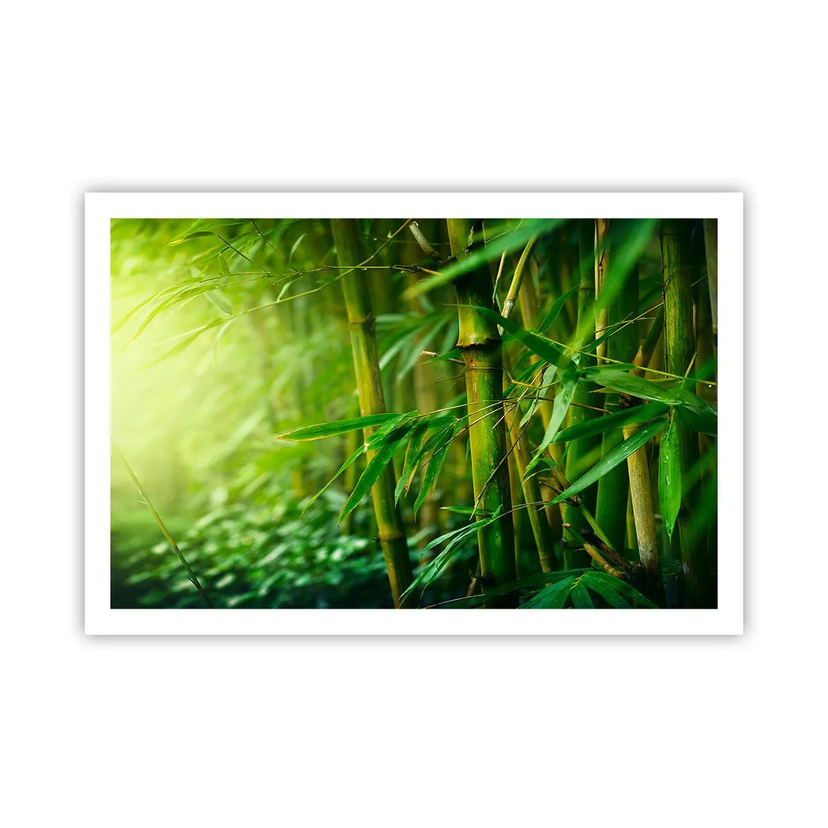 Poster - Getting to Know the Green - 91x61 cm