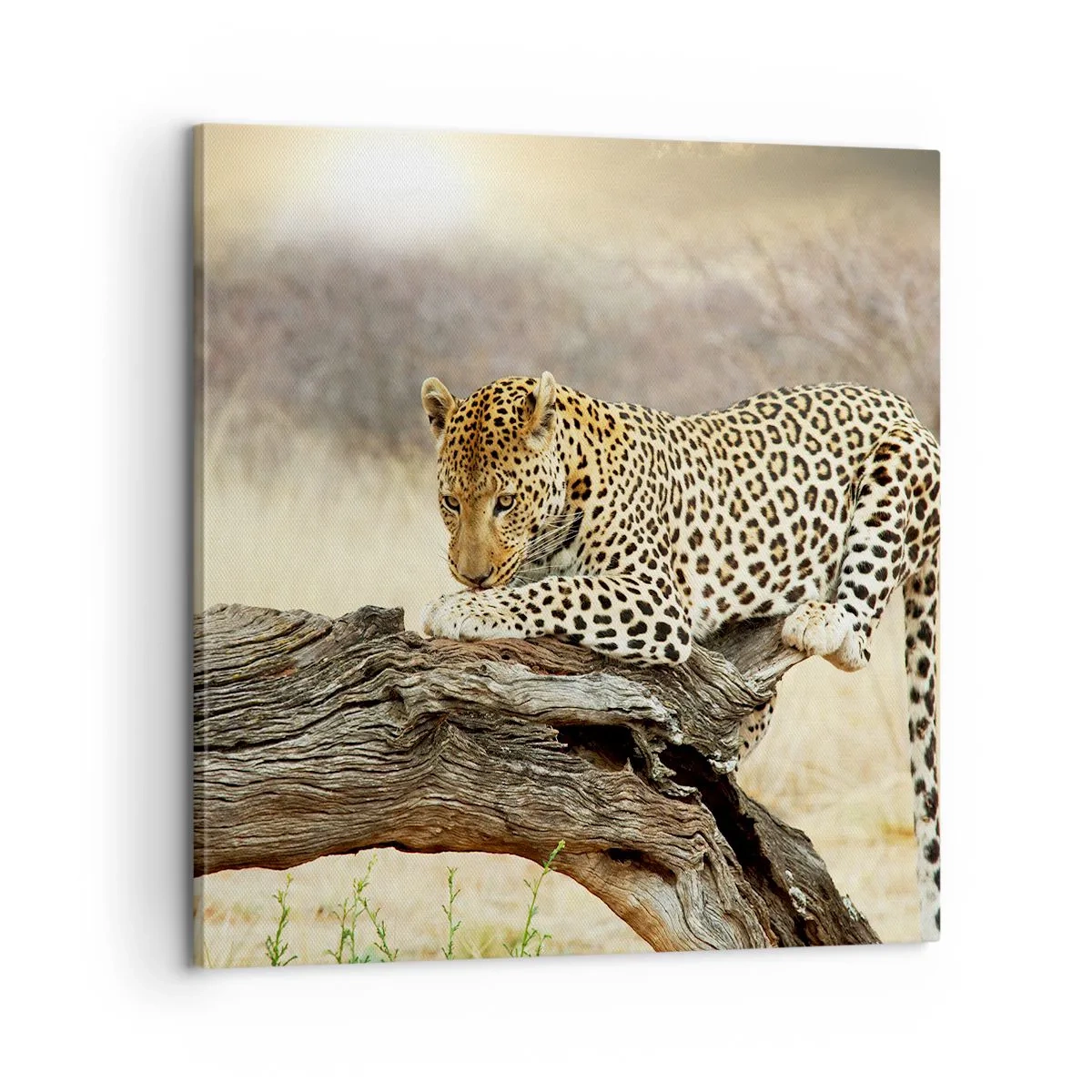 Canvas picture - I Mark My Own Path - 60x60 cm