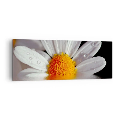Canvas picture - Sunrise of a Daisy - 140x50 cm