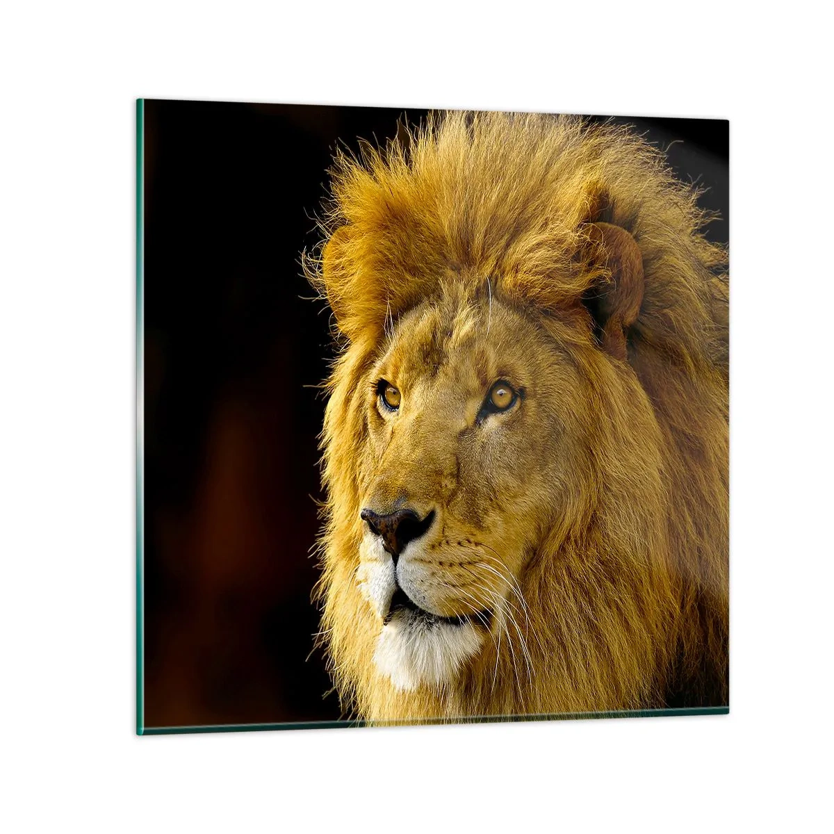 Glass picture - Portrait of a King - 70x70 cm