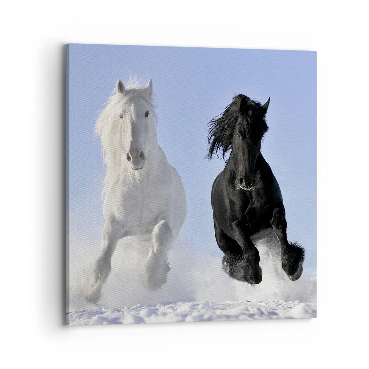 Canvas picture - Black and White Gallop - 70x70 cm