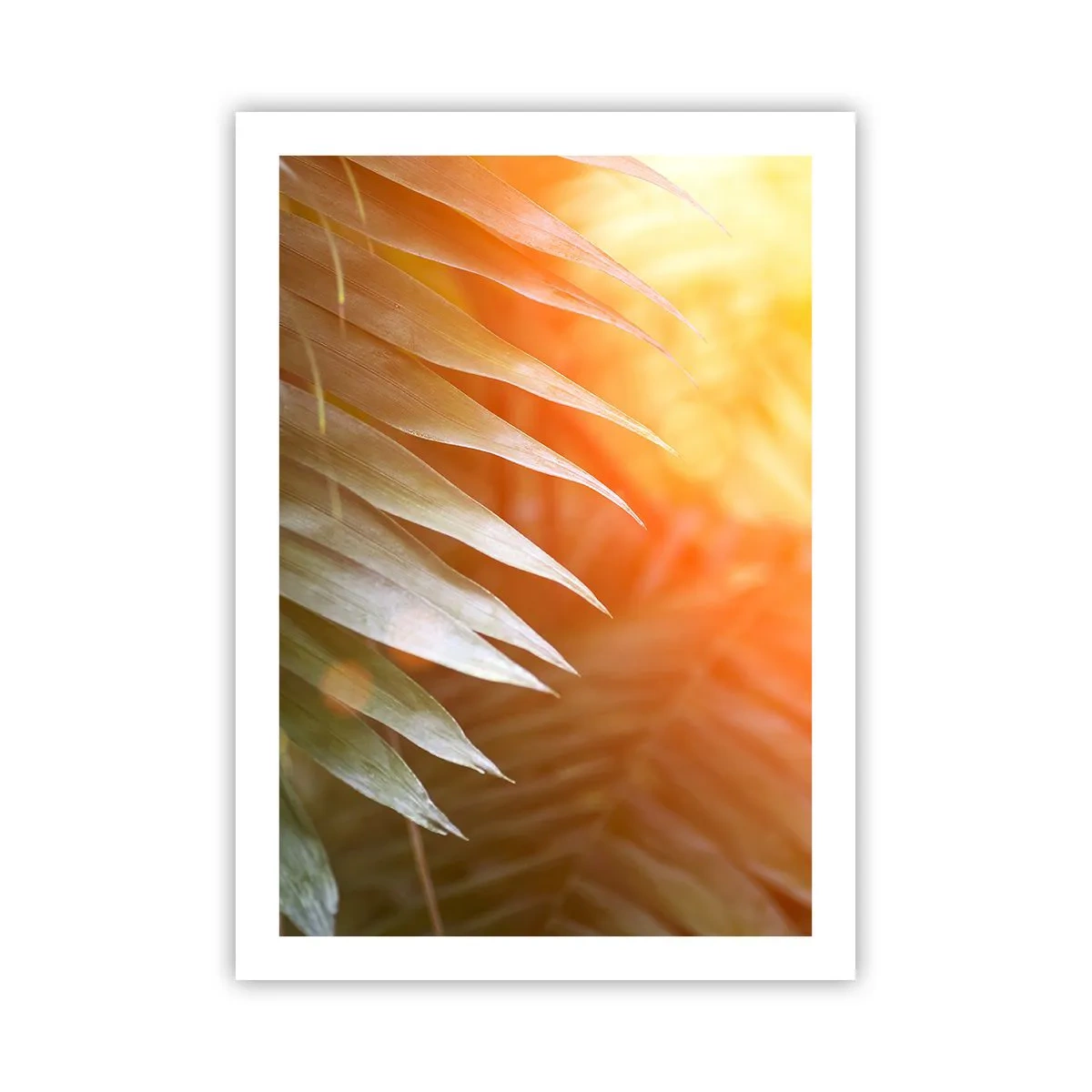 Poster - Morning in the Jungle - 50x70 cm