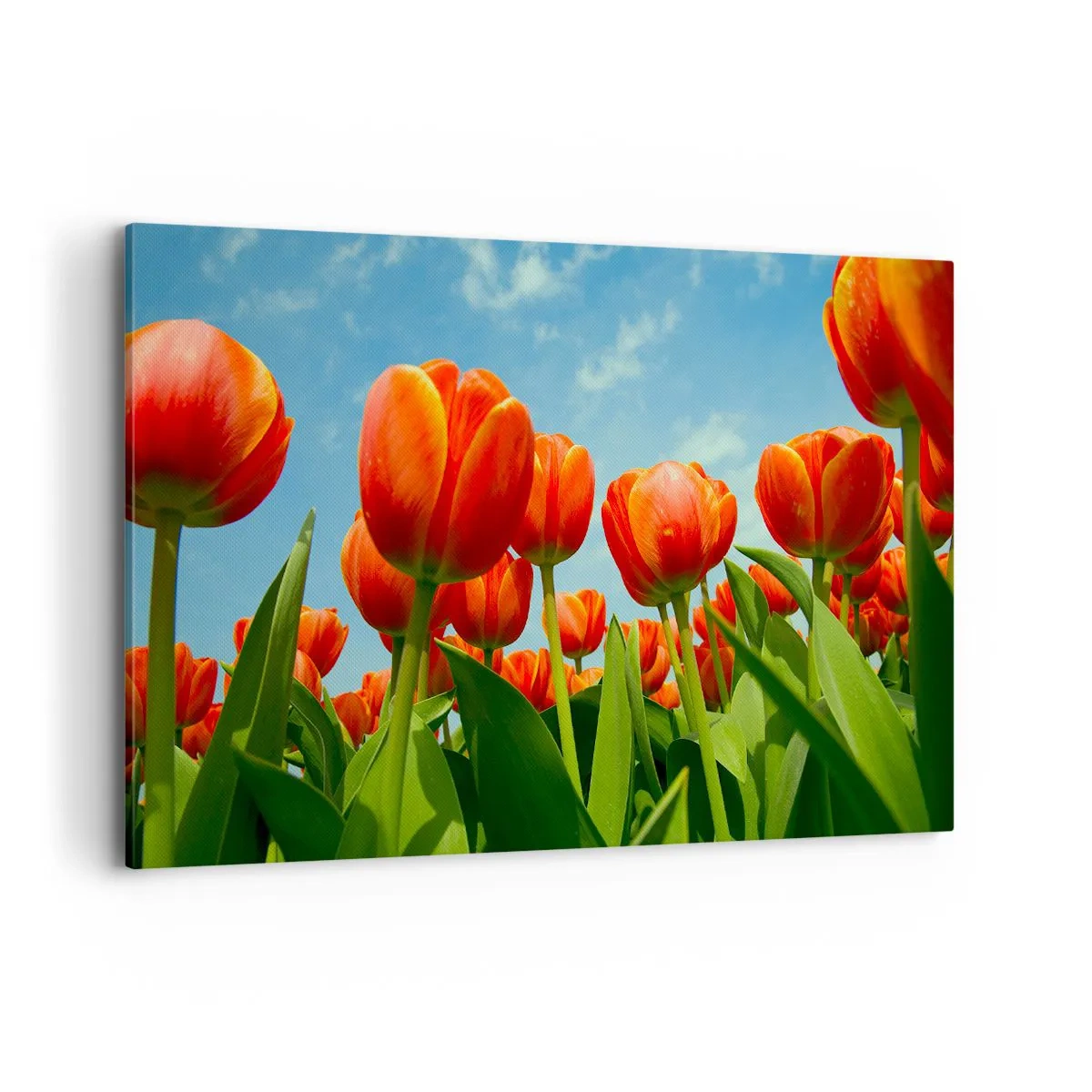 Canvas picture - Blue Sky Is All They Need - 120x80 cm