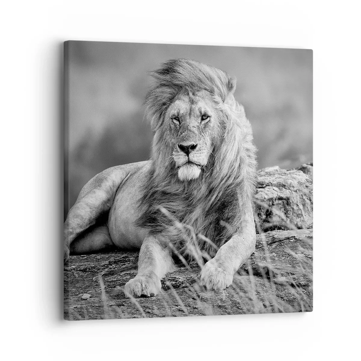 Canvas picture - Royal Siesta - 30x30 cm