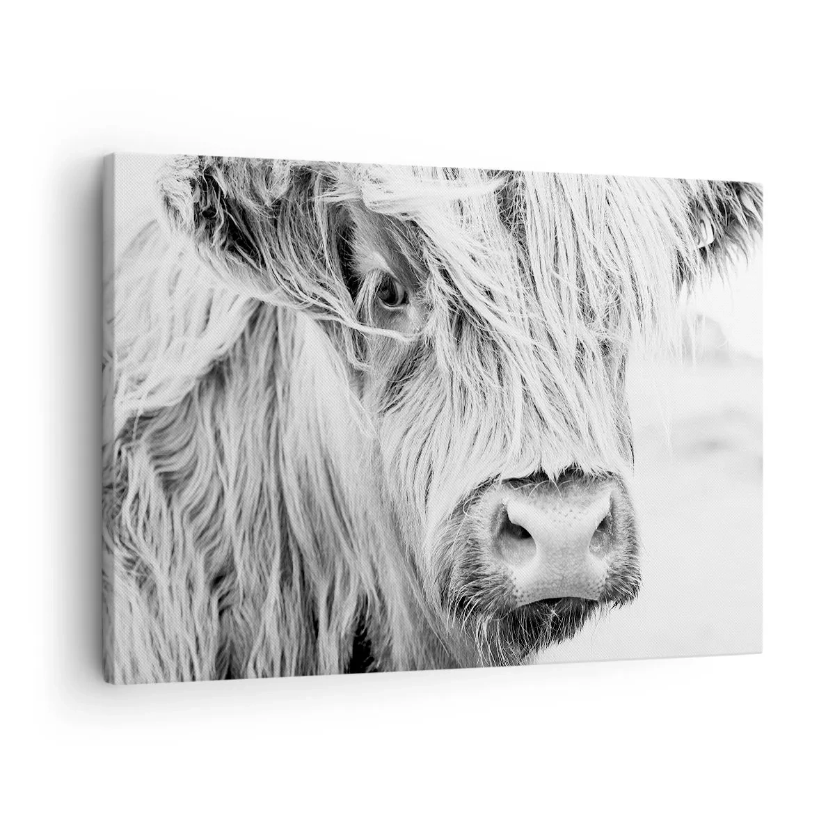 Canvas picture - Portrait of a Scottish cow in black and white - 70x50cm - Scottish Wilderness - Modern wall decoration for the living room and bedroom ARTTOR