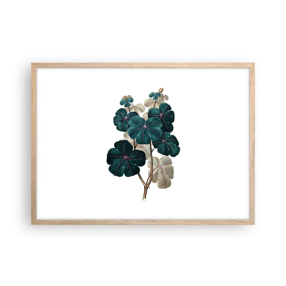 Poster in light oak frame - From the Old Herbarium - 70x50 cm