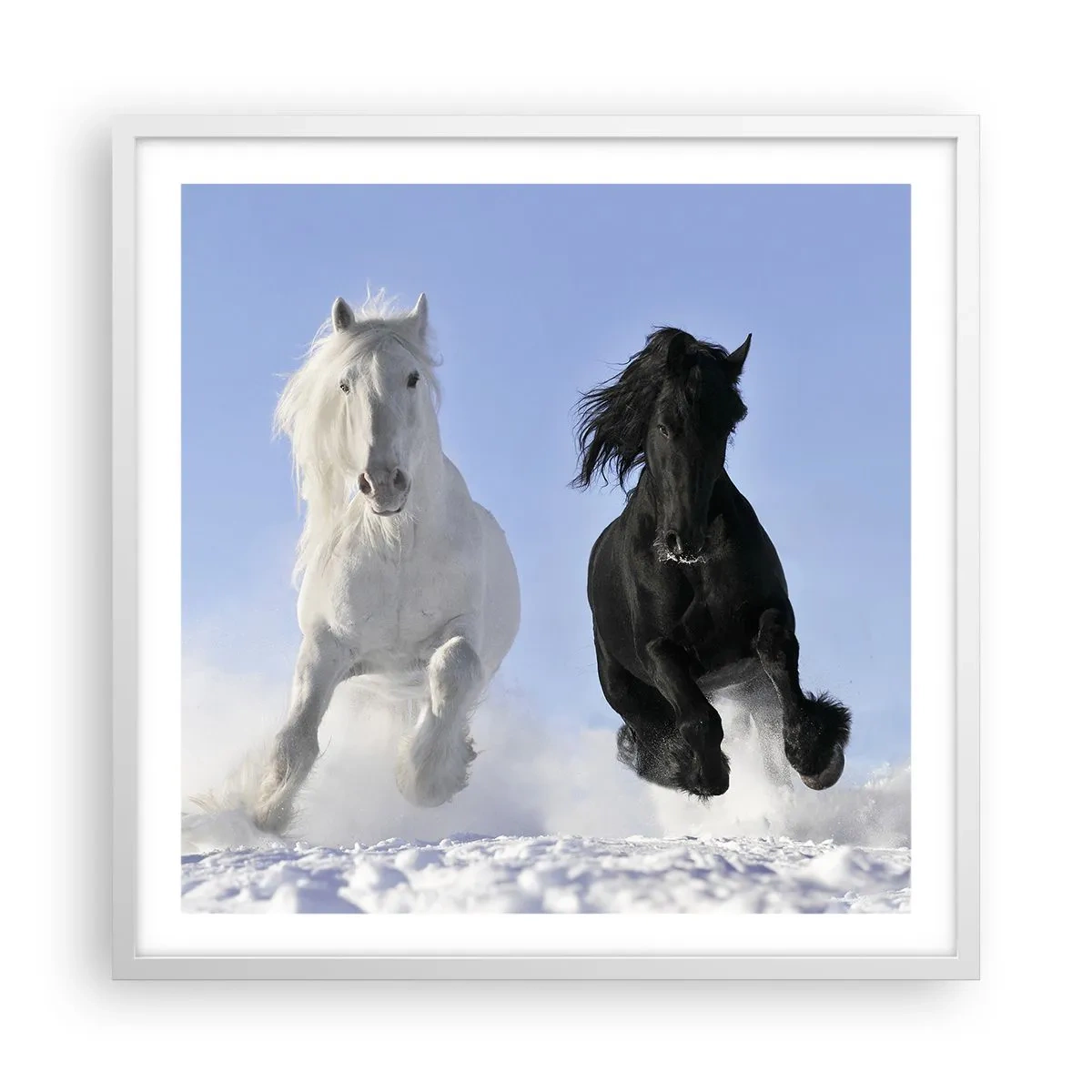 Poster in white frmae - Black and White Gallop - 60x60 cm