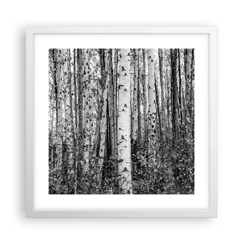 Poster in white frmae - Birch Colonnade - 40x40 cm