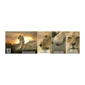 Photo Wallpaper Sample Premium Canvas - Royal Majesty - Animals, Lion, Nature - 100x30 cm