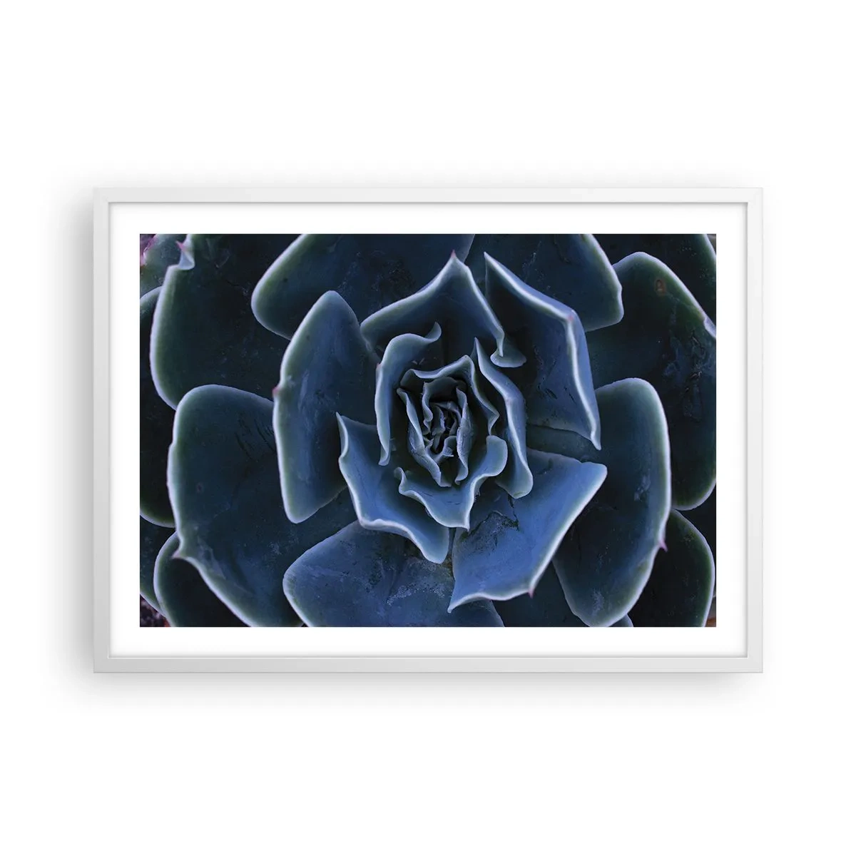 Poster in white frmae - Flower of the Desert - 70x50 cm