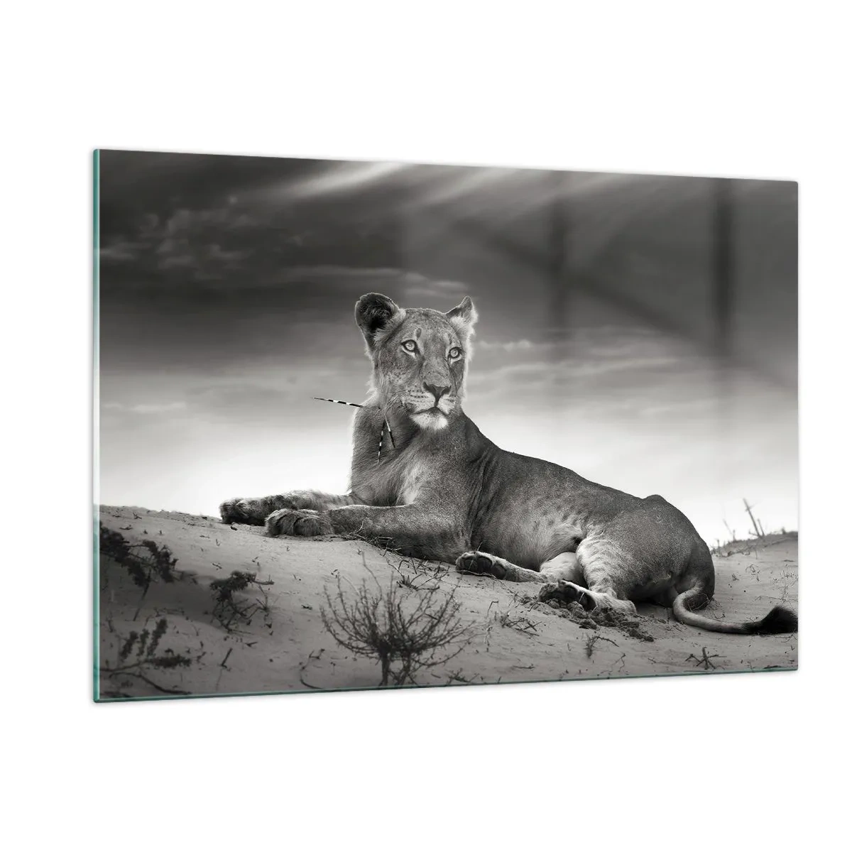 Glass picture - Queen of Desert Is Resting - 120x80 cm