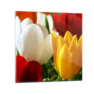Glass picture - Tulip Fever - 50x50 cm